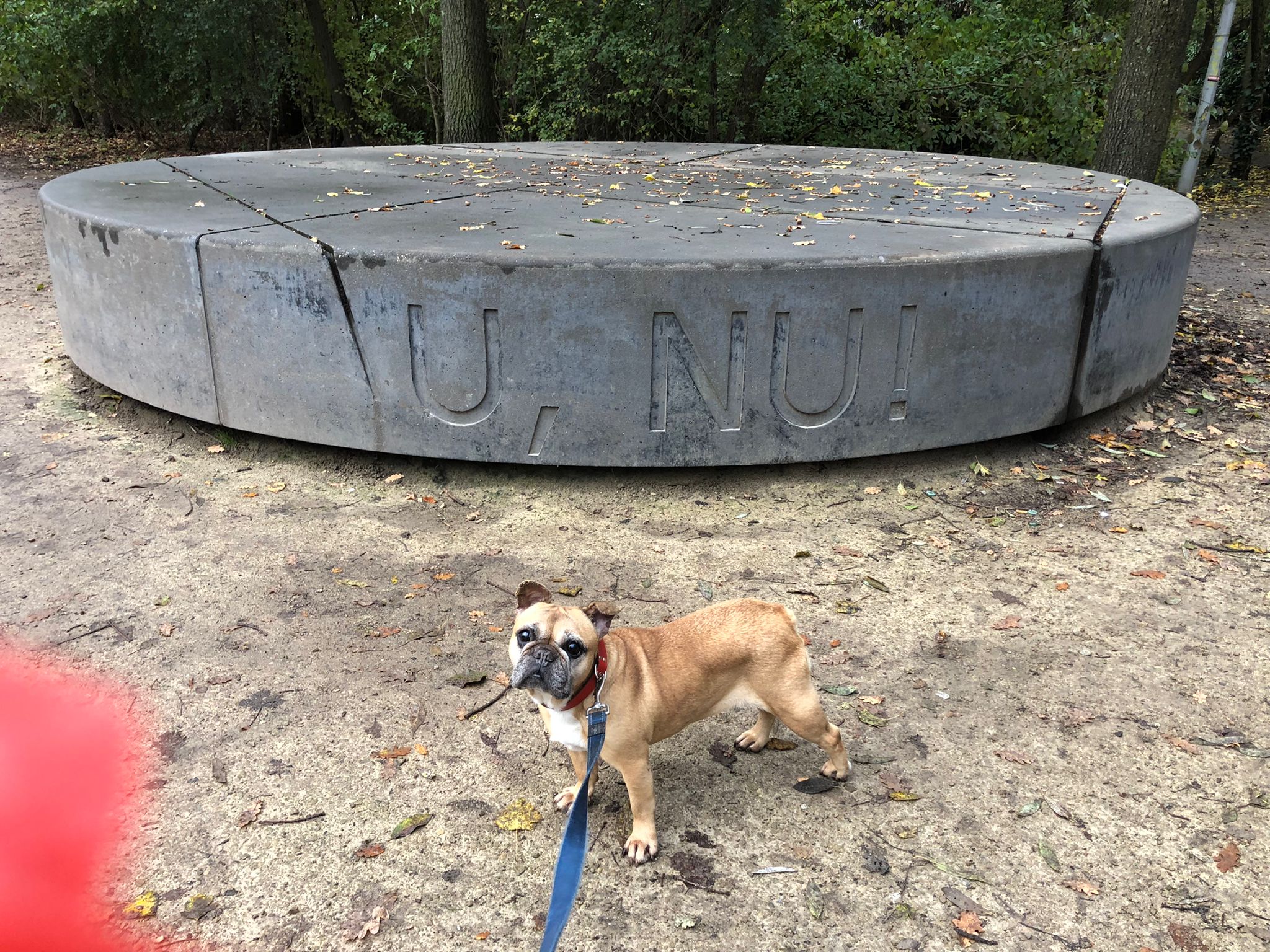 Foto van Stella, een Franse bulldog